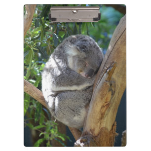 Porte-bloc Koala somnolent