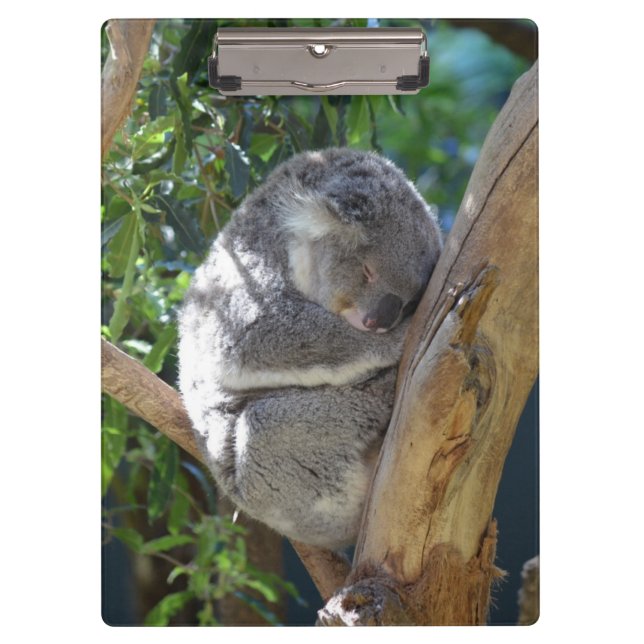 Porte-bloc Koala somnolent (Devant)
