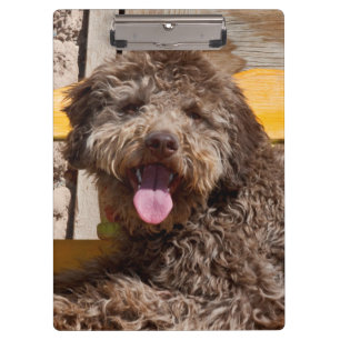 Porte-bloc Lagotto Romagnolo Allongé Sur Un Banc En Bois