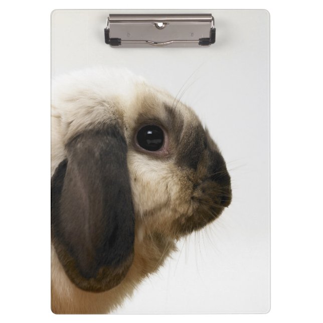Porte-bloc Lapin regardant le lapin (Devant)