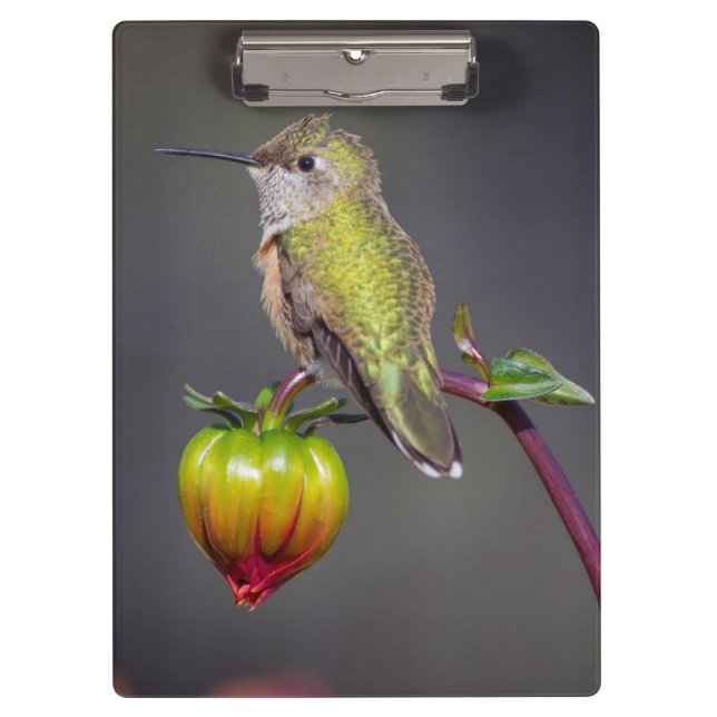 Porte-bloc Le colibri repose sur un bourgeon de fleurs (Devant)