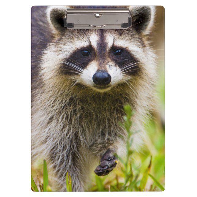 Porte-bloc Le raton laveur, Procyon lotor (Devant)