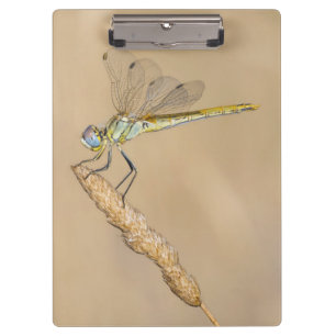 Porte-bloc Libellule Skimmer Insecte Femelle (CC BY 4.0) Clip