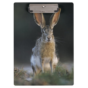 Porte-bloc Lièvre à queue noire, Lepus californicus, 2