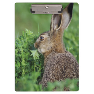 Porte-bloc Lièvre brun, Lepus europaeus, jeune mangeant,