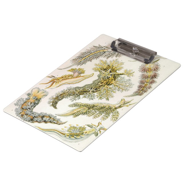 Porte-bloc Limaces de mer par Ernst Haeckel, Nudibranches vin (Incliné)
