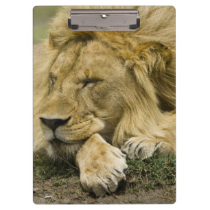 Porte-bloc Lion africain, Panthera Lion, fixation endormie