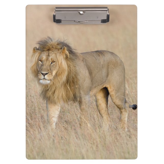 Porte-bloc Lion walking (Devant)