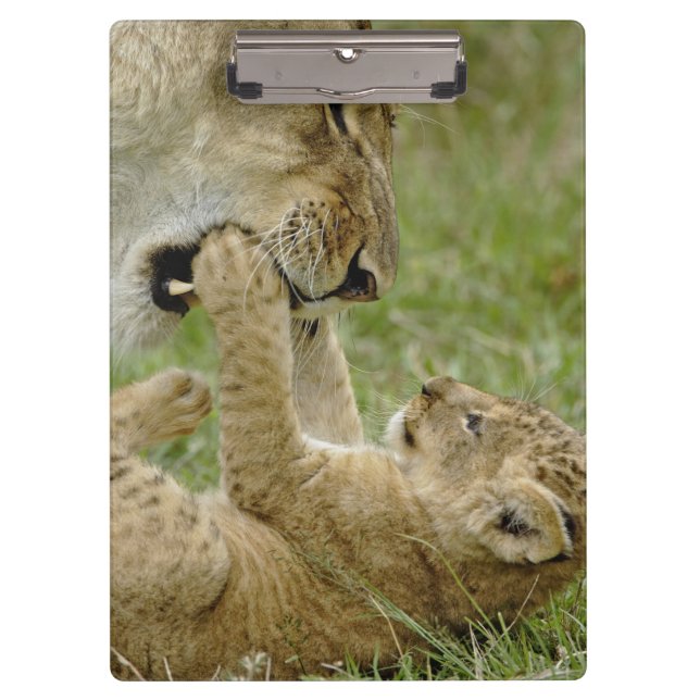 Porte-bloc Lionceau Jouant (Devant)
