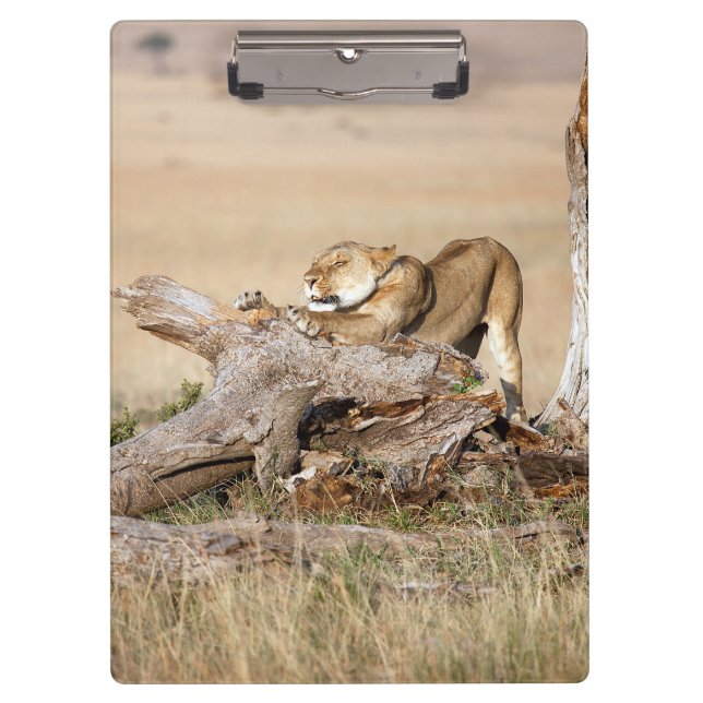 Porte-bloc Lioness stretching (Devant)