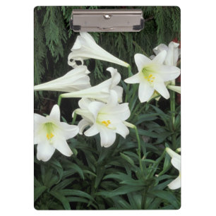 Porte-bloc Lis de Pâques (Lilium regale)