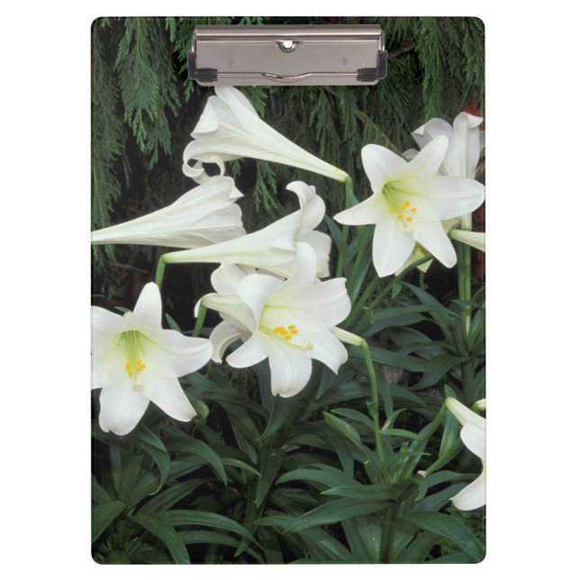 Porte-bloc Lis de Pâques (Lilium regale) (Devant)