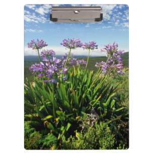 Porte-bloc Lisianthus d'Afrique (Agapanthus praecox), Mossel 