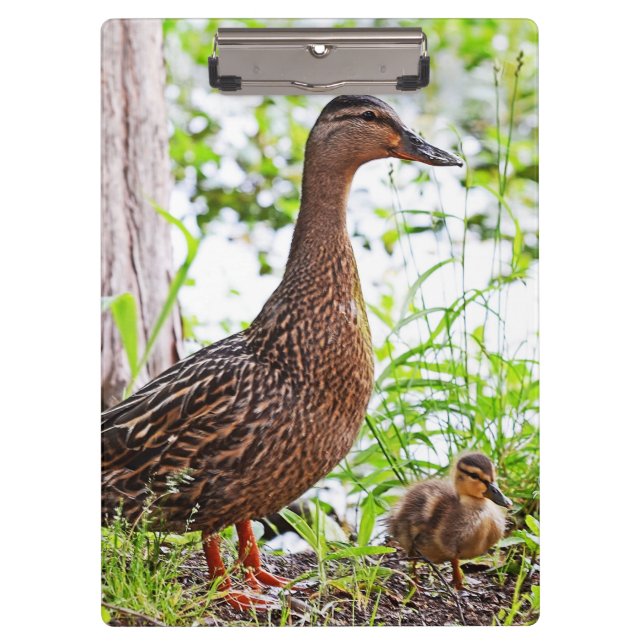 Porte-bloc Mallard et Ducklings par Shirley Taylor (Devant)