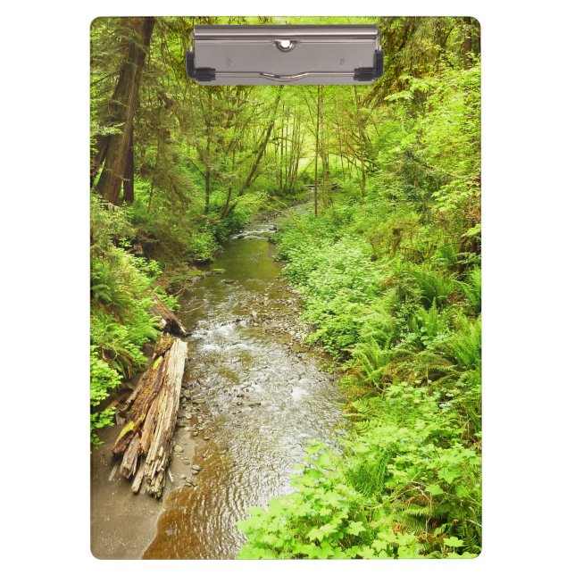 Porte-bloc Man Creek II perdu dans le parc national Redwood (Devant)