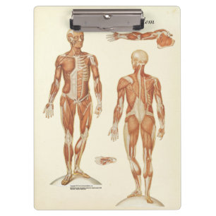 Porte-bloc Médecins Bureau Porte - bloc d'anatomie musculaire