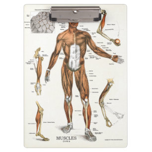 Porte-bloc Médecins Office Muscle Anatomy Clipboard