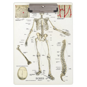 Porte-bloc Médecins Office Skeleton Anatomy Clipboard
