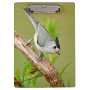 Porte-bloc Mésange à crête noire
