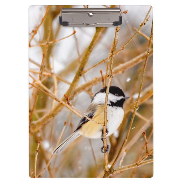 Porte-bloc Mésange à tête noire - Photographie originale (Devant)