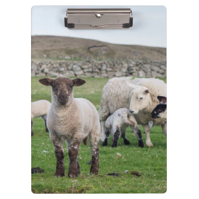 Porte-bloc Mouton des Shetland (Devant)