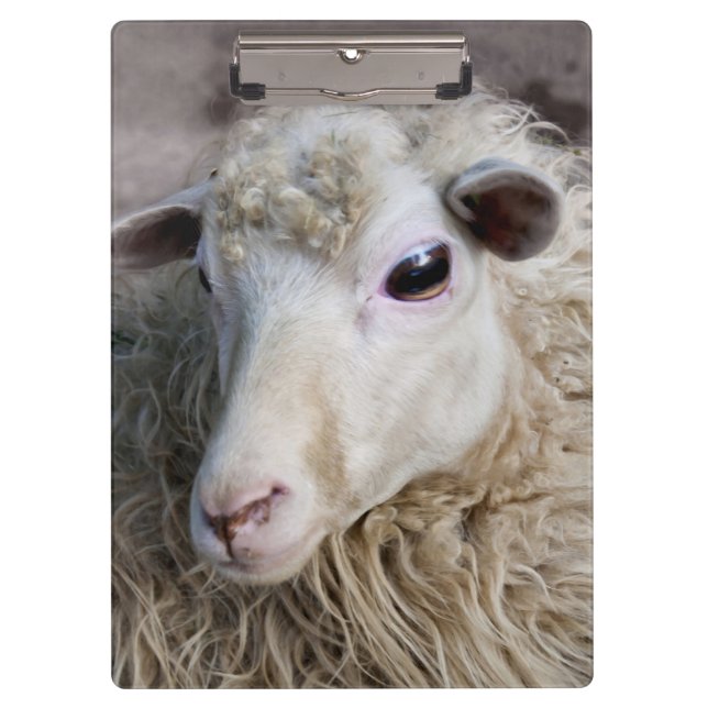 Porte-bloc Moutons drôles (Devant)