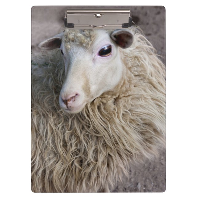 Porte-bloc Moutons drôles (Devant)