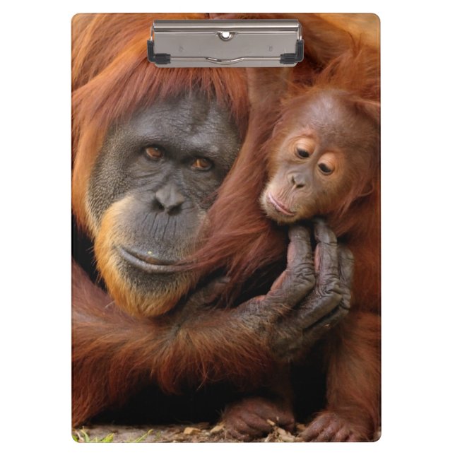 Porte-bloc Orang-outan de mère et de bébé (Devant)
