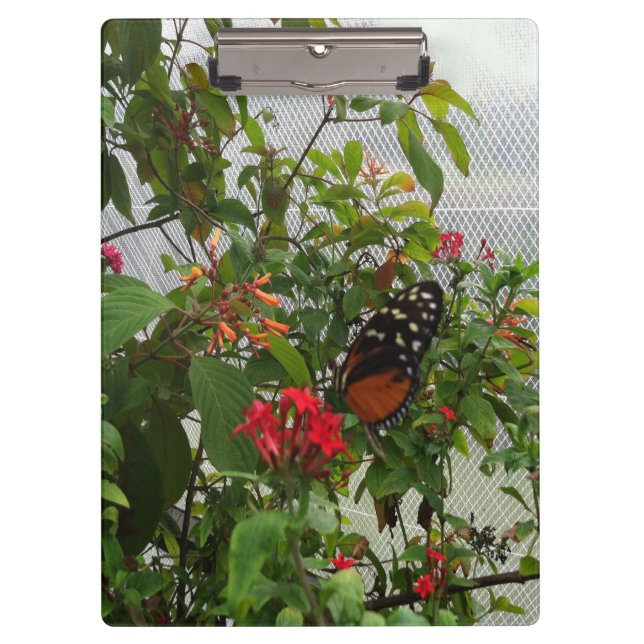 PORTE-BLOC ORANGE BUTTERFLY (Devant)
