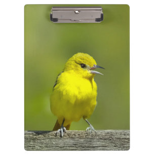 Porte-bloc Orchard Oriole - Photo originale