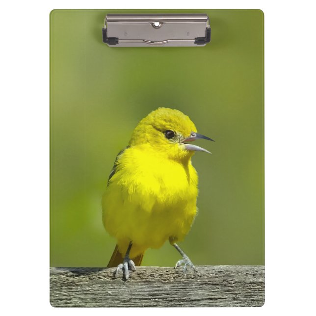 Porte-bloc Orchard Oriole - Photo originale (Devant)