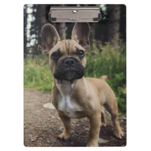 Porte-bloc Oreiller à lancer de chien de taureau français