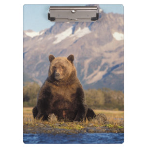 Porte-bloc ours brun, Ursus arctos, grizzly, Ursus