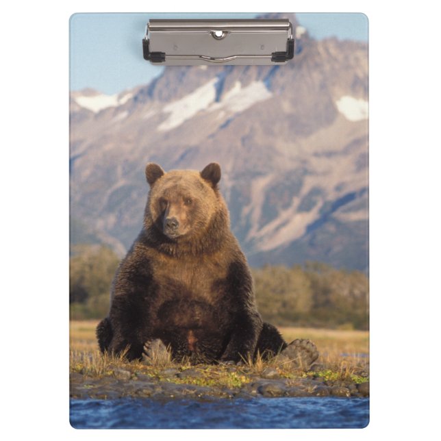 Porte-bloc ours brun, Ursus arctos, grizzly, Ursus (Devant)