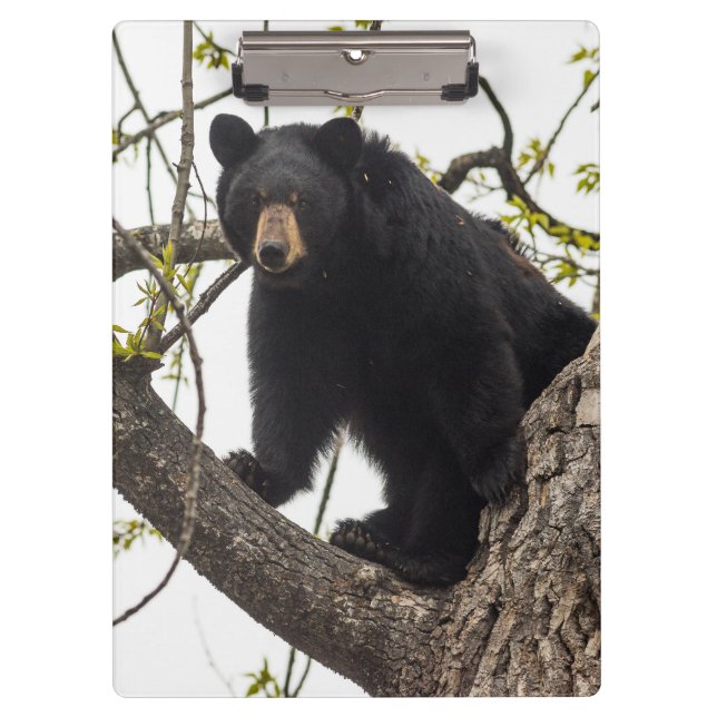 Porte-bloc Ours noir Escalade (Devant)