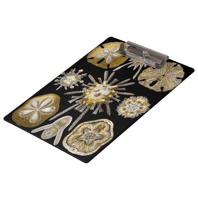 Porte-bloc Oursins Anciens Dollars de Sable par Ernst Haeckel (Incliné)
