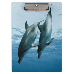 Porte-bloc Paire de dauphins