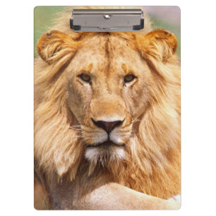 Porte-bloc Paire de lions d'Afrique, Panthera leo, Tanzanie