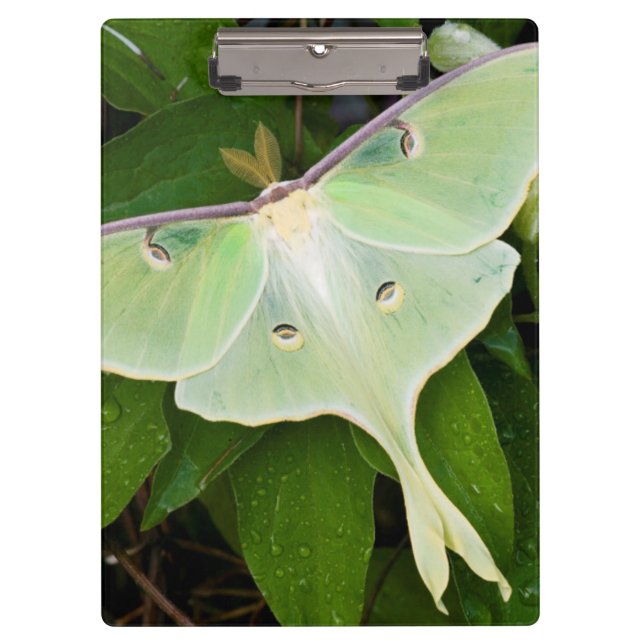 Porte-bloc Papillon luna sur clématite de Carnaby (Devant)