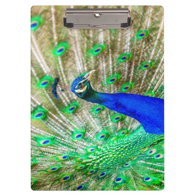 Porte-bloc Peacock Plumage (Devant)