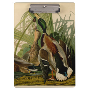 Porte-bloc Peinture d'oiseaux de Mallard Duck Audubon
