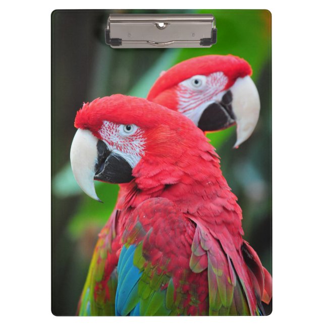 Porte-bloc Perroquets de macaw colorés (Devant)