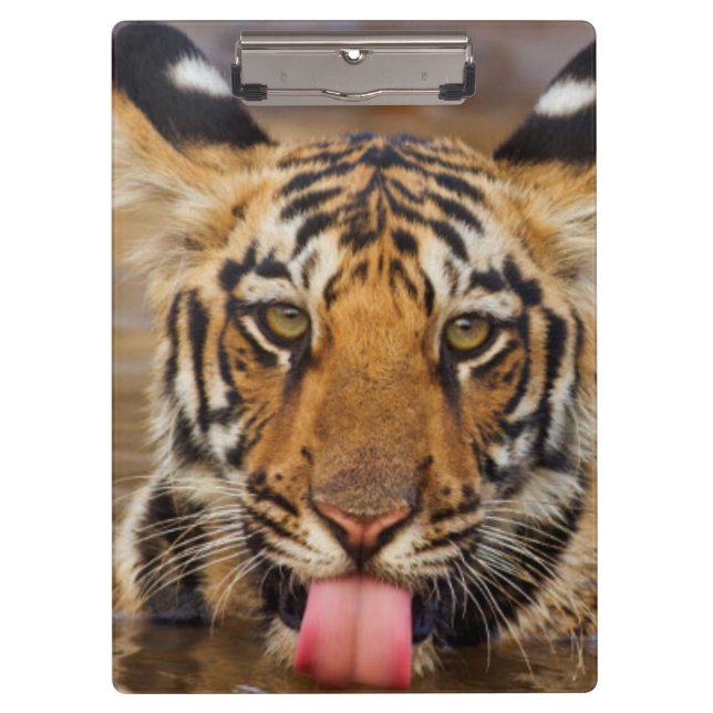 Porte-bloc Petit animal de tigre royal de Bengale, eau (Devant)