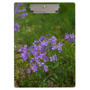 Porte-bloc Phlox Bleu Sauvage