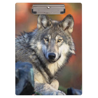 Porte-bloc Photographie de loup
