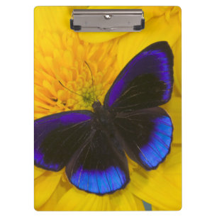 Porte-bloc Photographie de papillon