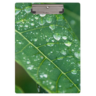 Porte-bloc Pluie sur Papaya Leaf