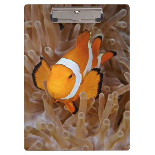 Porte-bloc Poisson-clown - Molokai, falaise de la côte nord