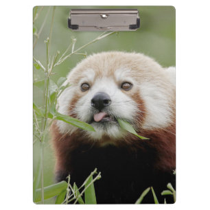 Porte-bloc Porte - bloc Photo panda rouge, animaux.