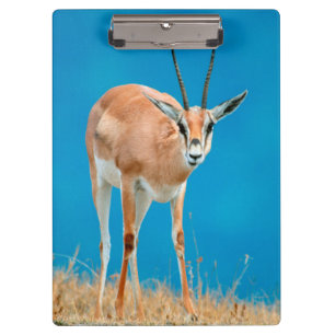 Porte-bloc Portrait de femelle de gazelle de Grant (Gazella G